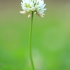 シロツメクサ（白詰草）　別名：クローバー　まめ科