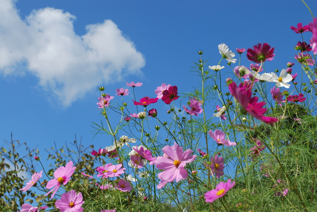 秋空と秋桜