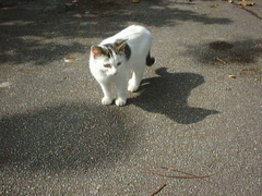 沖縄で出会った猫