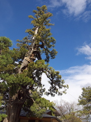 松の大樹