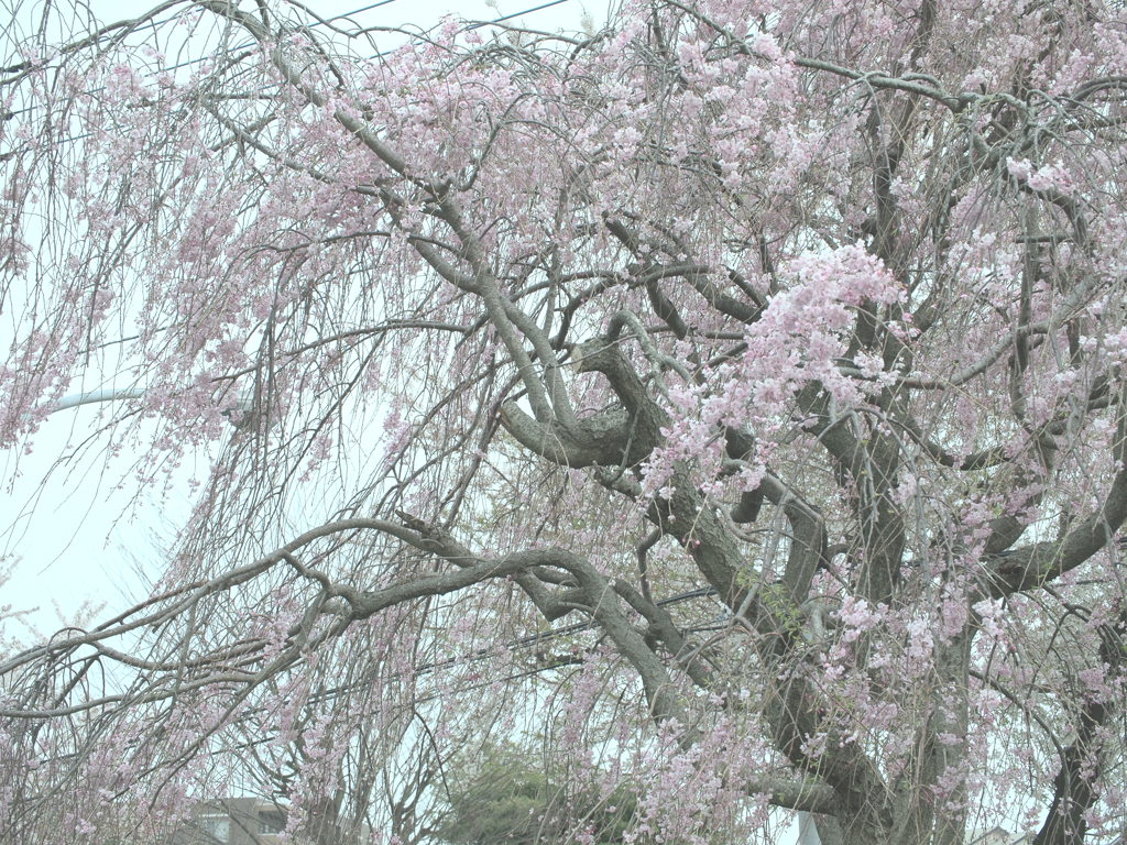 枝垂れ桜