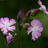 高原の花