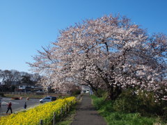 春の散歩道