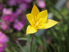 garden star