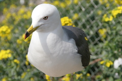 ウミネコ