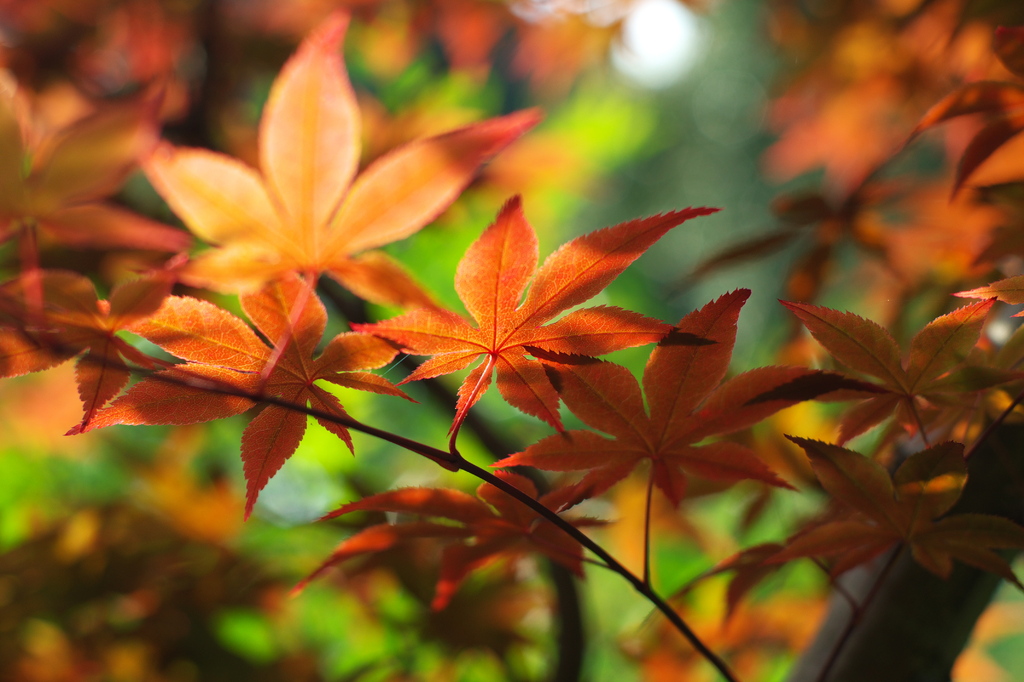 新緑紅葉５