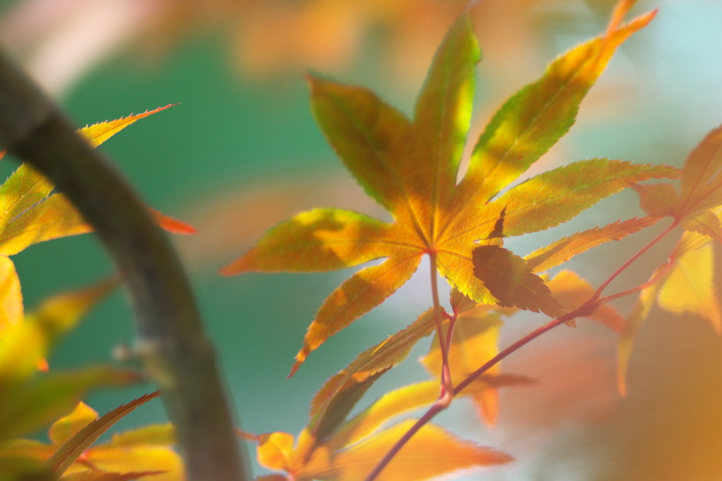 新緑紅葉３