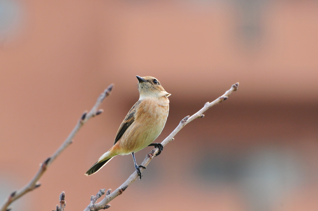DSC_9972 ノビタキ？