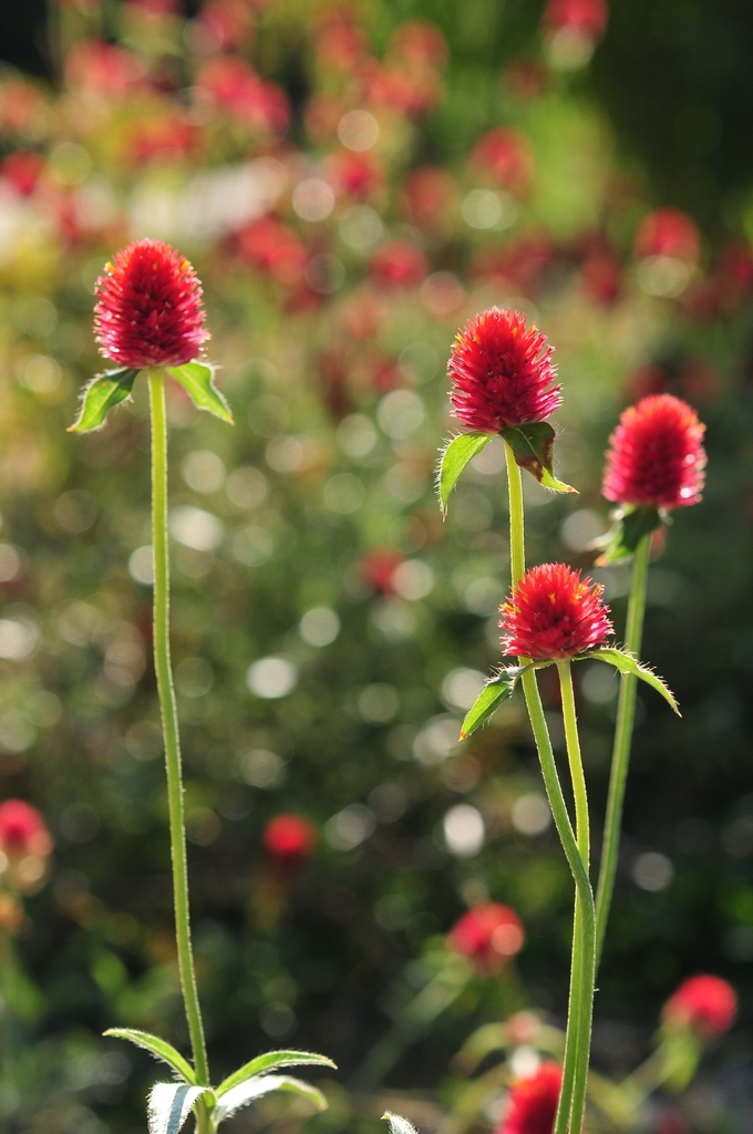 DSC_8858 千日紅