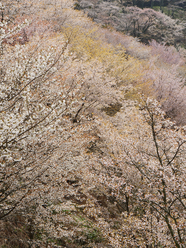 桜6