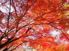 紅葉の樹