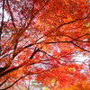 紅葉の樹