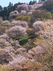 桜の階段