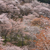 桜満開
