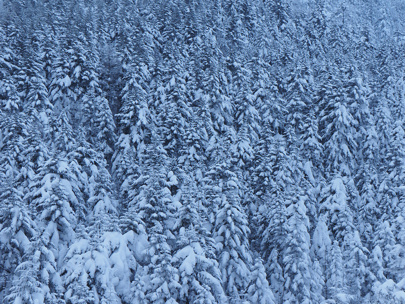 雪の針葉樹林