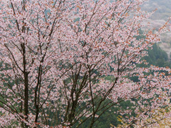 桜1