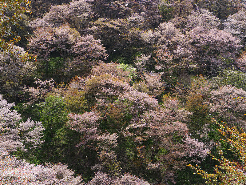 花びら舞う