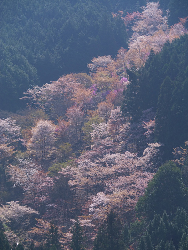 山間の桜
