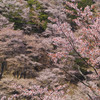 桜絵巻