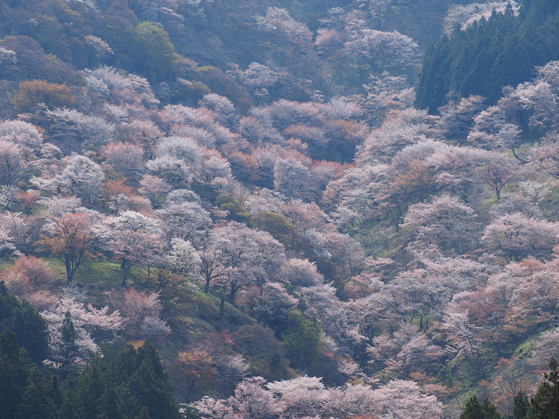 吉野千本桜