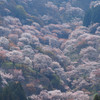吉野千本桜
