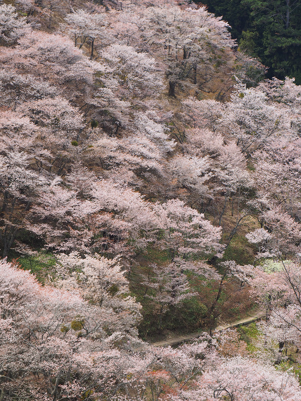 桜道