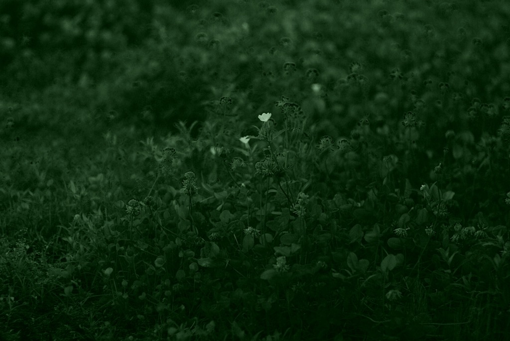 s_IMG9762