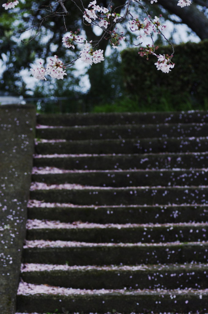 桜階段_IMG8297