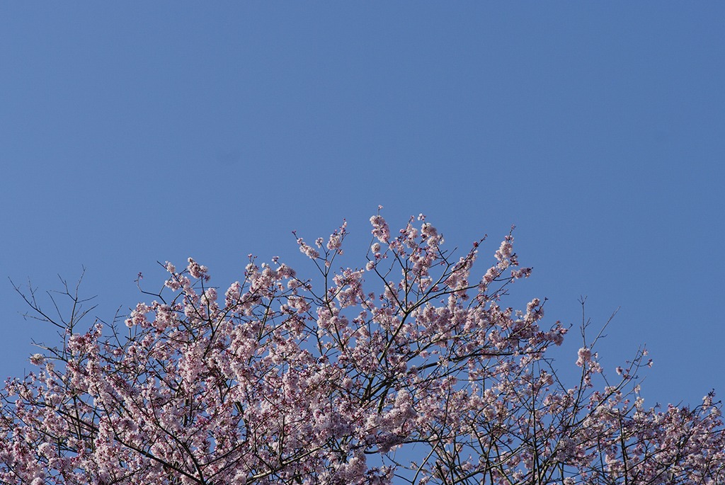 桜日和_IMG5370
