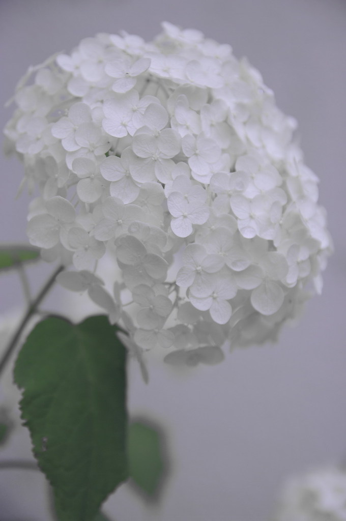 hydrangea_IMG3900