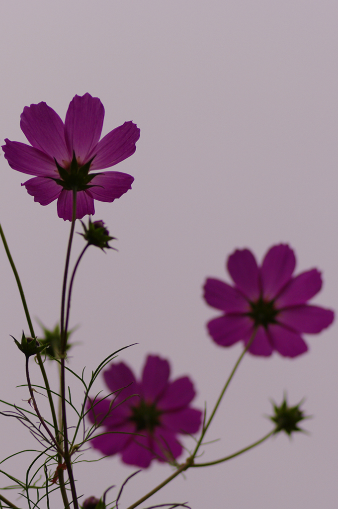 秋桜_IMG1524