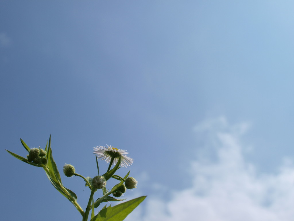 花と空