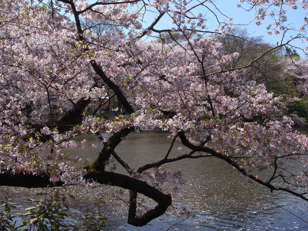 井の頭公園にて