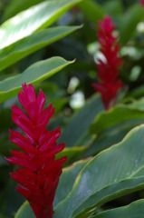 ハワイの花②