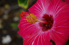 ハワイの花⑦