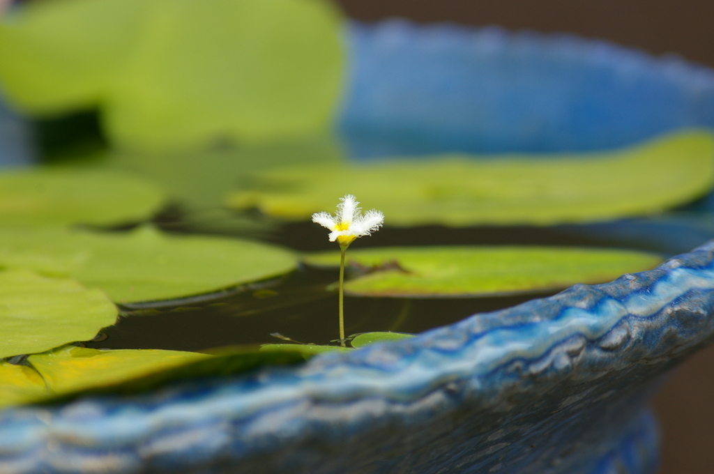 大きな器に小さな花