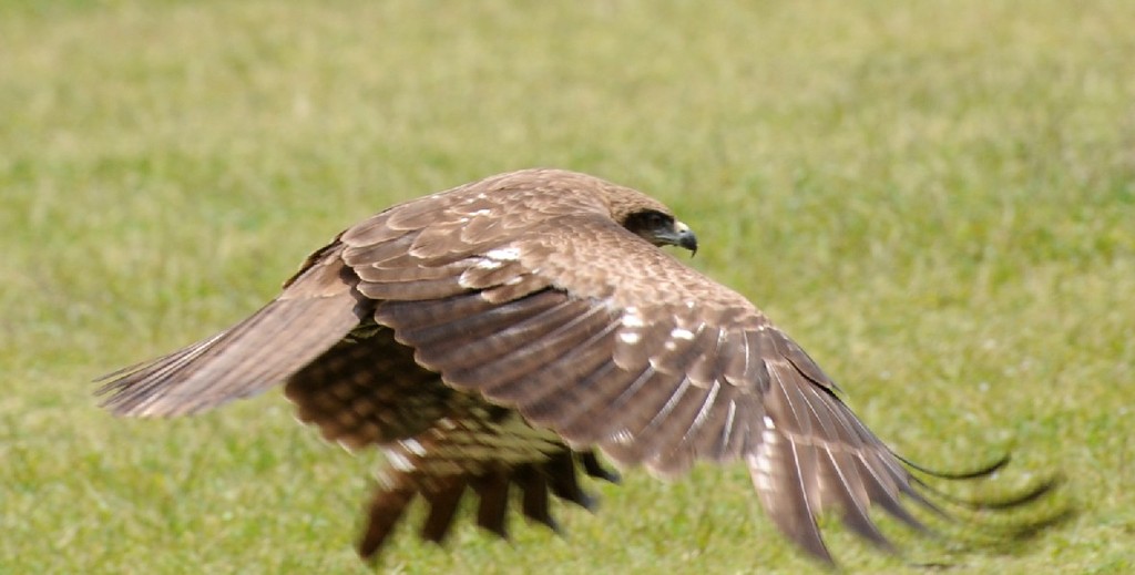 鳶のランディング