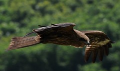 鳶の低空飛行