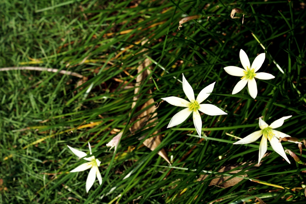 お花