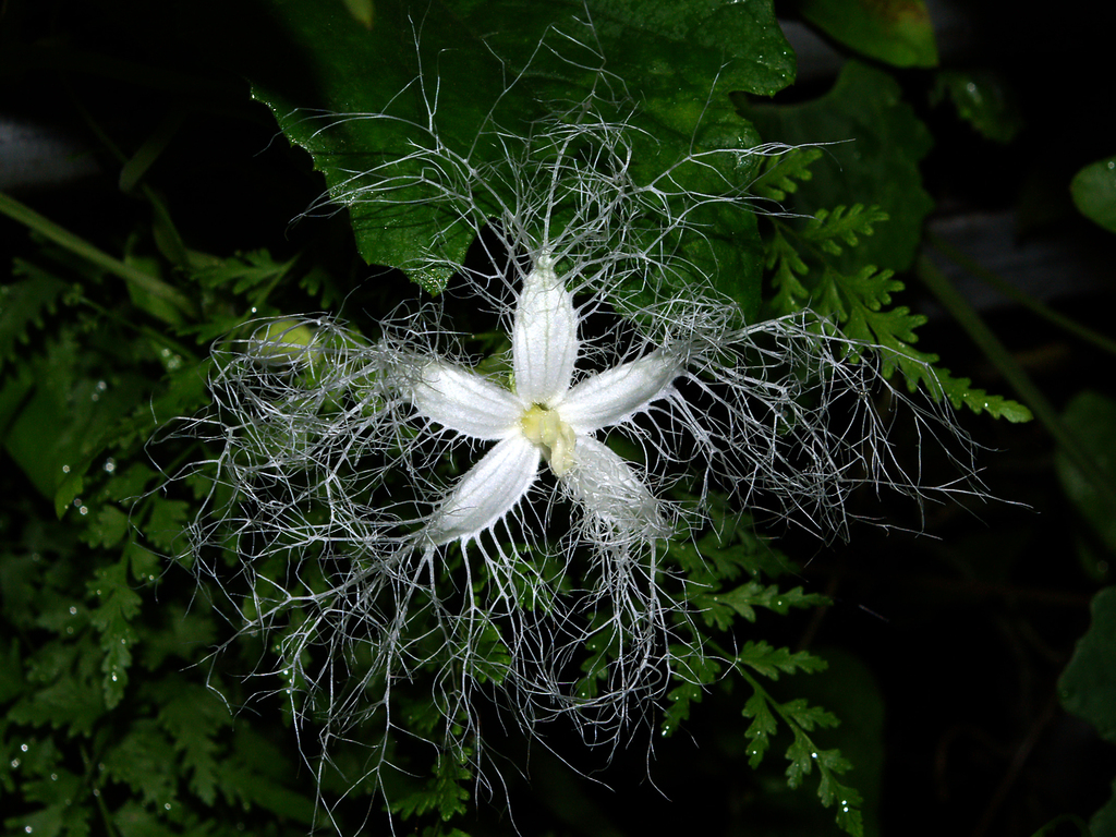 神秘的な花