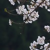 山桜