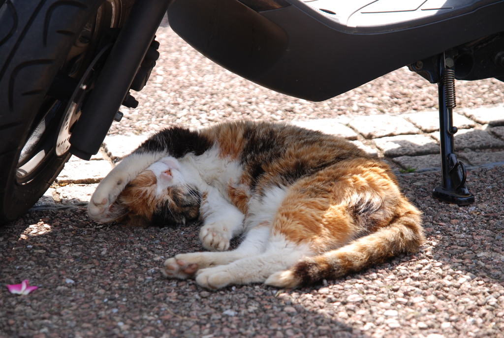 cat