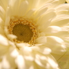 gerbera