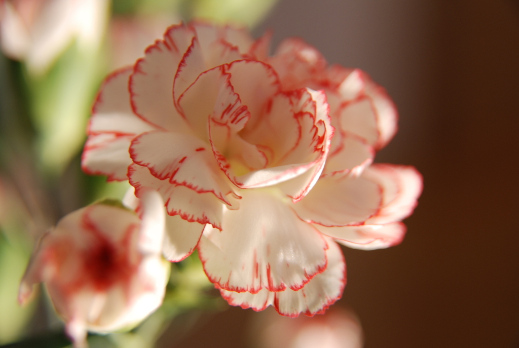 carnation
