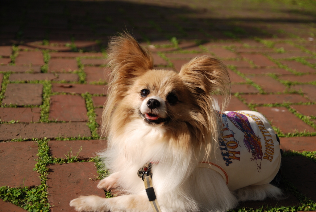 dog
