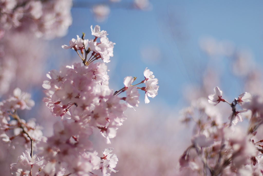 cherry blossoms