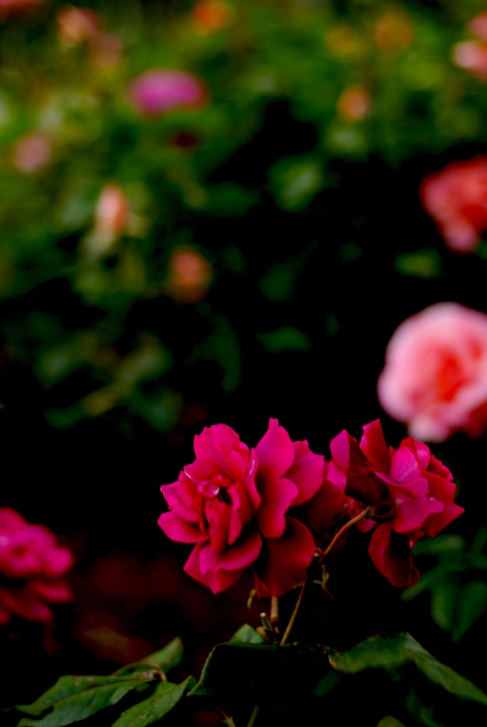 rose