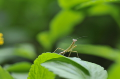 カマキリ