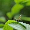 カマキリ