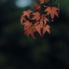 ++優しい雨++